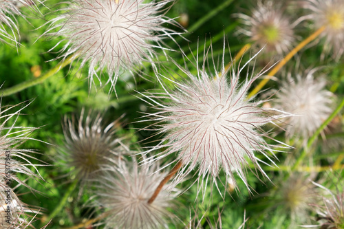 Pulsatilla Vulgaris A Poisonous Plant In The Alnwick Garden