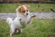 © JürgenBauerPictures - White brown longhair chihuahua playing around with a stick in the garden