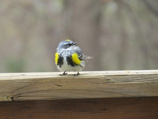 Wall Mural - Yellow Rump