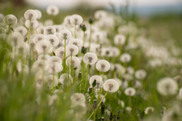 Close-up of a faded dandelion blossom. Seeds of dandelion flower