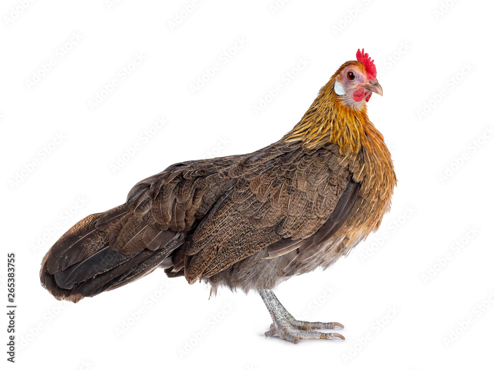 Curious brown dwarf hen standing side ways, looking straight ahead. Isolated on white background. - obrazy, fototapety, plakaty 