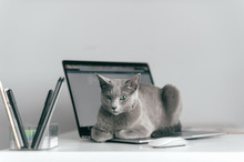 Beautiful Russian Blue Cat With Funny Emotional Muzzle Lying On Keayboard Of Notebook And Relaxing In Home Interior On Gray Background. Breeding Adorable Gray Kitten With Blue Eyes Resting On Laptop.
