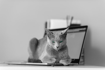 Wall Mural - Beautiful russian blue cat with funny emotional muzzle lying on keayboard of notebook and relaxing in home interior on gray background. Breeding adorable gray kitten with blue eyes resting on laptop.