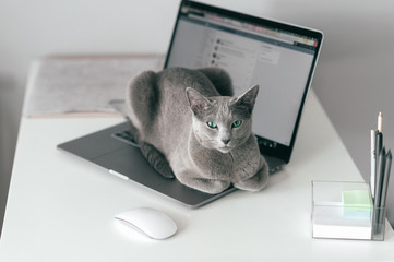 Beautiful russian blue cat with funny emotional muzzle lying on keayboard of notebook and relaxing in home interior on gray background. Breeding adorable gray kitten with blue eyes resting on laptop.