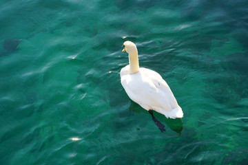 White swans on a lake in Geneva