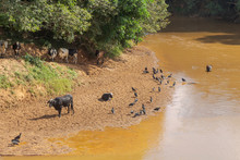 Gado Leiteiro E Urubus Em Beira Do Rio Pomba, No Município De Guarani, Minas Gerais, Brasil