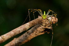 Image Of Malagasy Green Lynx Spider (Peucetia Madagascariensis) On Dry Branches. Insect, Animal.