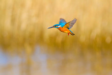 Flying Bird Kingfisher. Yellow Nature Background. Bird: Common Kingfisher. Alcedo Atthis.