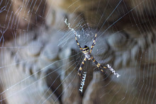 Golden Orb Web Spider Encountered At Preah Khan Temple In Angkor, Cambodia