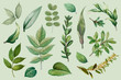 Plant leaves collection