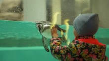 Little Girl Eating Red Caramel Apple And Playing With Humboldt Penguin That Swimmin In An Aquarium. Travel Wildlife Concept
