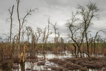 Nature Landscape Of A Forest Of Dead Trees In Shallow Wetlands Under An Overcast Sky In Butte County In Northern California.