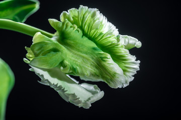 beautiful super parrot tulip flower on dark background, close-up 