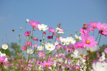 Wall Mural - white and pink cosmos flower in the field.
