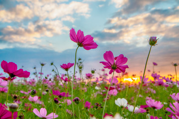Wall Mural - cosmos flower in the field at sunset.