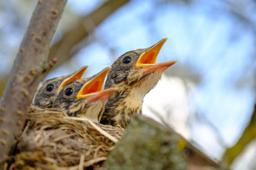 Wall Mural - Bird brood in nest on blooming tree, baby birds, nesting with wide open orange beaks waiting for feeding.