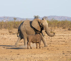 Wall Mural - Elephant And Buffalo