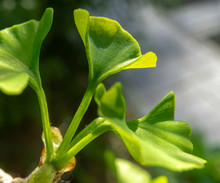 Young Leaf Of A Ginkgo Tree, Scientific Name Ginkgo Biloba, In Spring, Close-up Against A Blurred Background