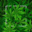 Marijuana or Cannabis Leaf background. Realistic vector illustration of the plant in top view.