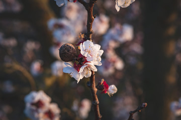 Wall Mural - Apricot blossom with an old apricot kernel next to it in sunlight. Blooming apricot tree. Close-up of apricot blossoms. White flowering fruit tree in Austria