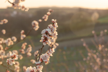 Wall Mural - Apricot blossom in sunlight. Blooming apricot tree. Close-up of apricot blossoms. White flowering fruit tree in Austria