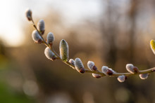 Blossom Of A Sallow Willow. Close-up Of The Blossom In Nature With Light Of The Sunset