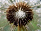 Fototapeta Dmuchawce - white dandelion seeds in the spring