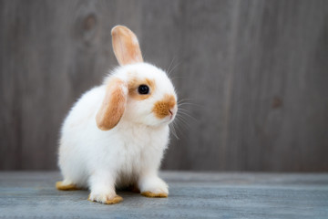 Funny bunny or baby rabbit fur white brown with long ears is sitting on wooden floor with gray background for Easter Day.