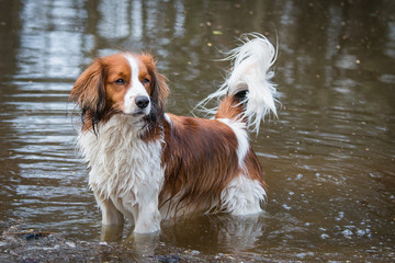 Wall Mural - Dutch Kooikerhondje in the water