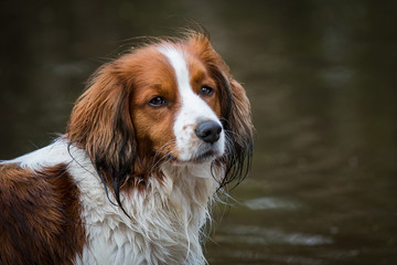 Wall Mural - Intense gaze in Kooiker dog