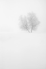  Isolated Tree in the snow