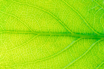 Leaf poplar closeup. Background image, macro, concept spring, summer.