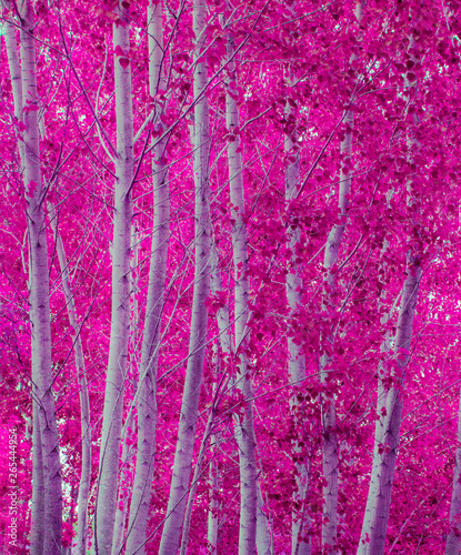 fondo de un bosque con las hojas purpura