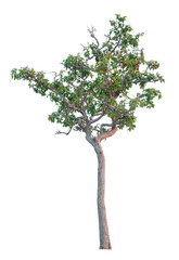 tree isolated on white background