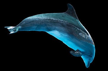 Dolphin isolated on black background