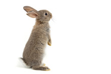 Funny Bunny Or Baby Rabbit Fur Gray With Long Ears Is Standing For Easter Day On Isolated White Background.