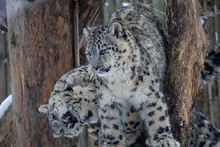 Playing Snow Leopard Cubs. Panthera Uncia.