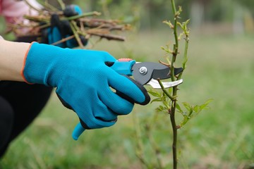 Closeup of gardeners hand in protective gloves with garden pruner making spring pruning of rose bush.