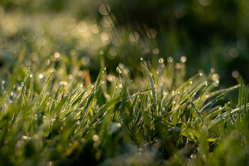 Green grass at sunrise with dew drops