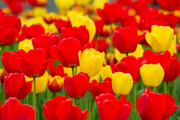 Wall Mural - Mixed field of vibrant yellow and red colored tulips. Red and Yellow tulip field. Dutch bulb field of colorful tulips. Beds of yellow and red tulips. Yellow and red tulips.