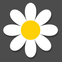 Leinwandbilder - Chamomile flat vector icon on a grey background with shadow.