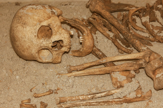 Skeleton with the skull of an ancient man. archaeology, anthropology, history of antiquities. artifact.