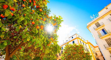 Fototapete - Orange trees in Valencia, Spain