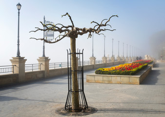 Wall Mural - curved tree in fog morning on embankment in Odessa in Ukraine