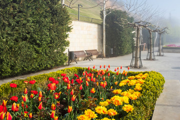 Wall Mural - tulips and small trees in fog on embankment in Ukraine