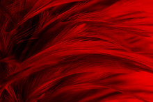 Beautiful Dark Red Maroon Feather Pattern  Texture Background