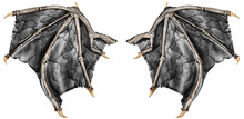 Dark Grey Realistic Dragon Wings, Isolated On White Background. Close Up.