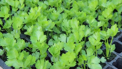 Wall Mural - parsley for growing. healthy parsley planted in a pots and ready for harvest, petroselinum crispum as a spice for food