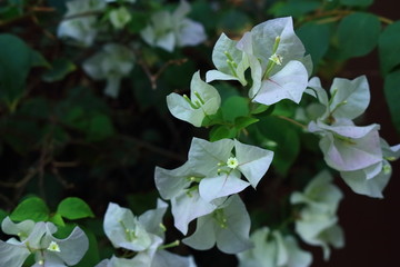 White beauty in nature