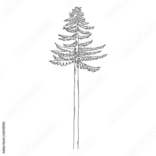 Vector Hand Drawn Sketch Pine Tree Buy This Stock Vector